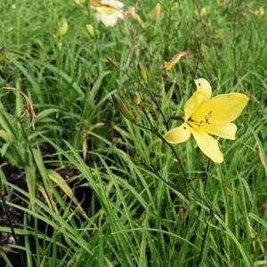 Hemerocallis 'Golden Chimes' ---